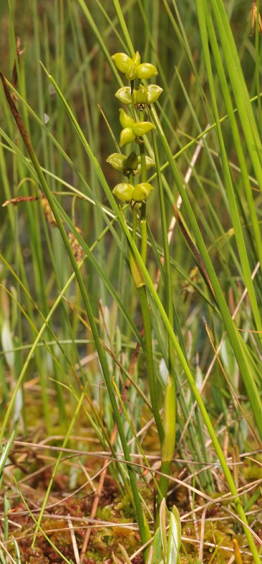 Scheuchzeria palustris.