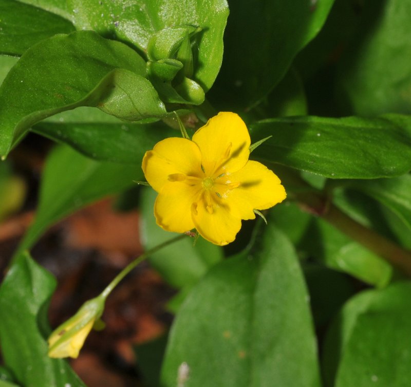 Lysimachia nemorum. Close-up.