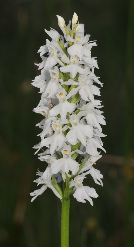 Dactylorhiza maculata fma. alba.