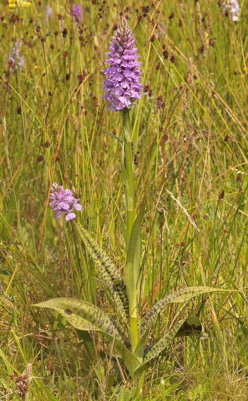 Dactylorhiza maculata.