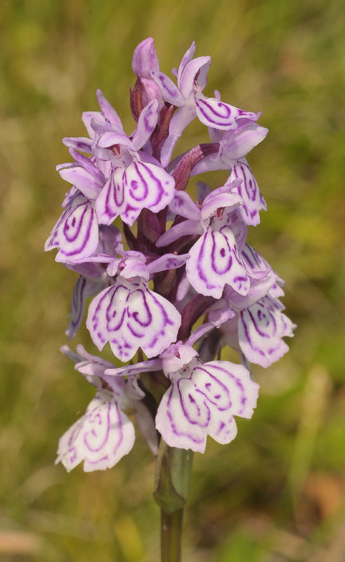 Dactylorhiza maculata.