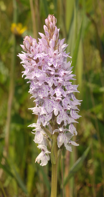 Dactylorhiza maculata. Two headed spike.