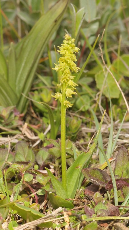 Herminium monorchis.