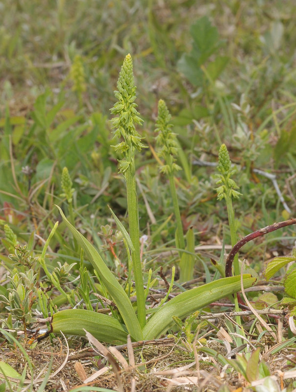 Herminium monorchis. Green.