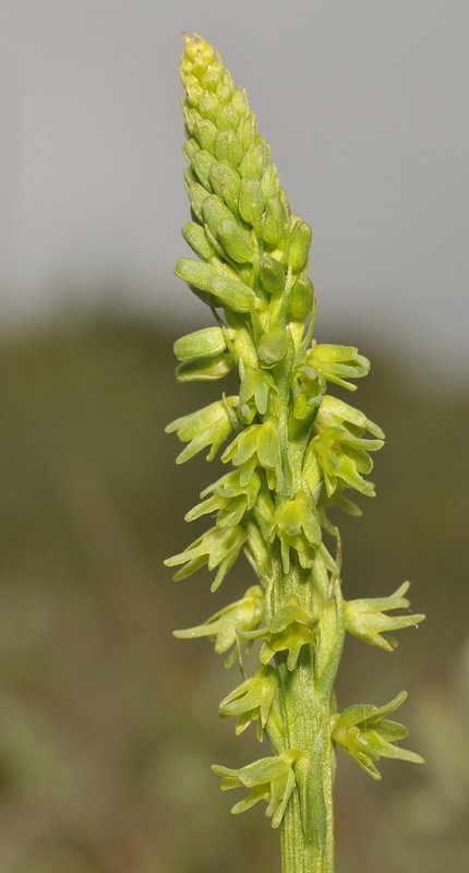 Herminium monorchis. Green. Closer.