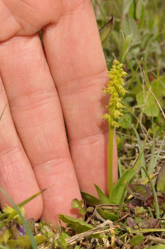 Herminium monorchis. With hand.