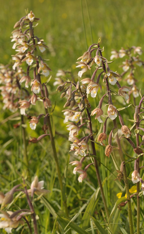Epipactis palustris in the evening sun.