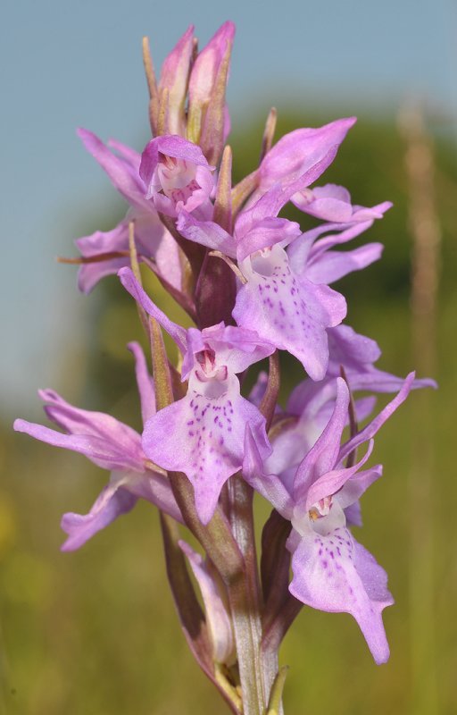 Dactylorhiza majalis subsp. praetermissa. Close-up.
