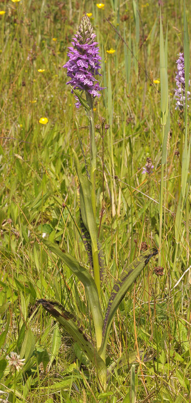 Dactylorhiza x batavica.
