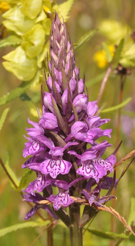 Dactylorhiza x batavica.