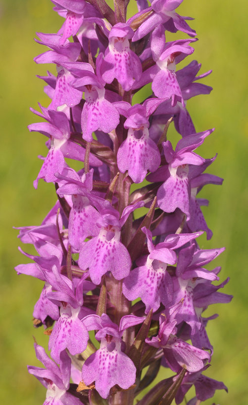 Dactylorhiza majalis subsp. praetermissa. Close-up.