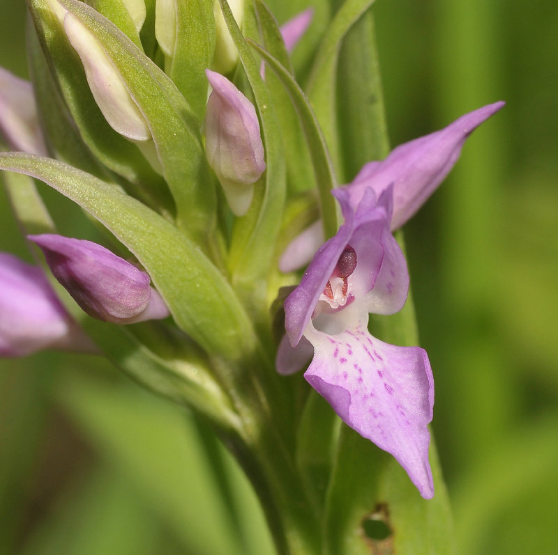Dactlylorhiza majalis subsp. praetermissa. var. integrata. Close-up.