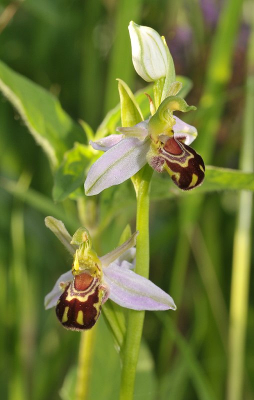 Ophrys apifera var aurita. Utrecht.
