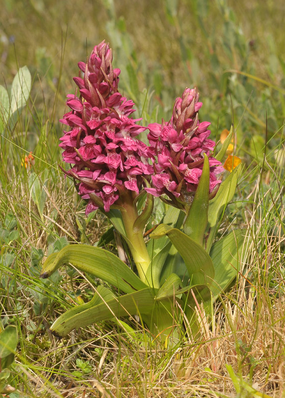 Dactylorhiza incarnata subsp. coccinea.