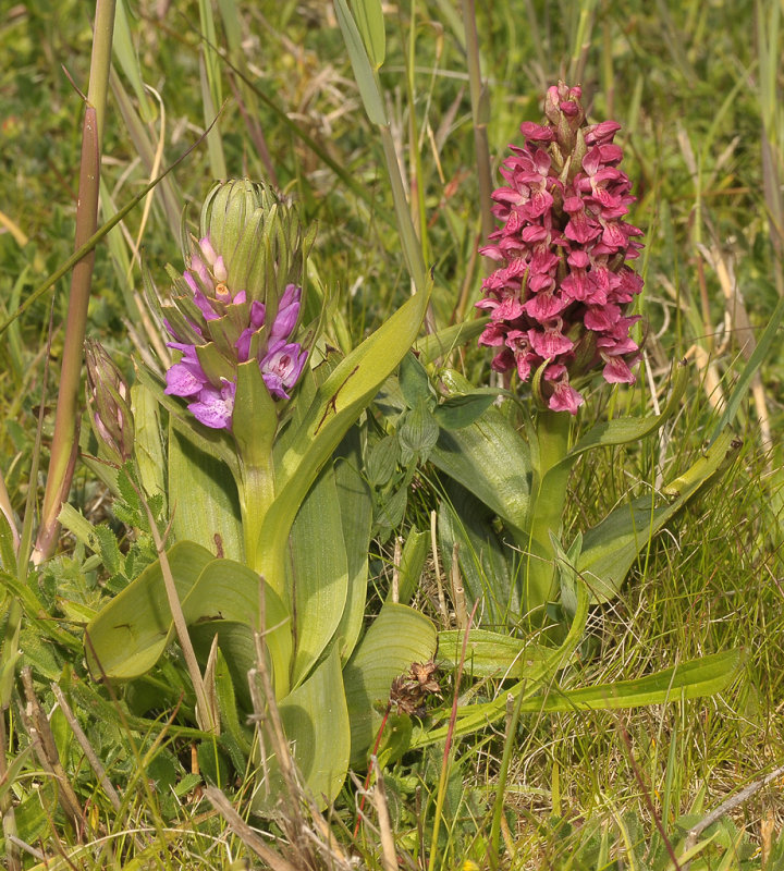 Dactylorhiza majalis subsp. pratermissa and Dact. incarnata subsp. coccinea.