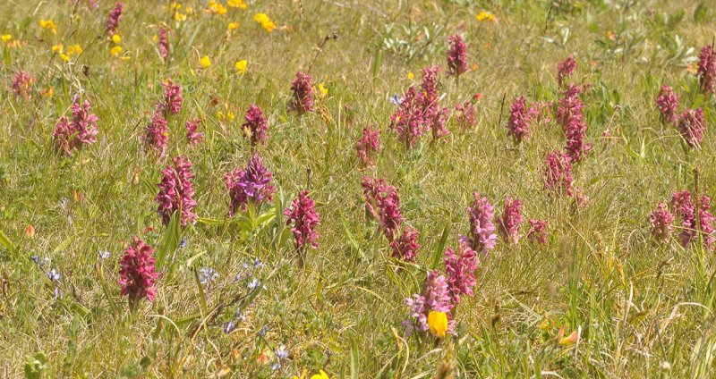 Dactylorhiza incarnata subsp. coccinea. In habitat.