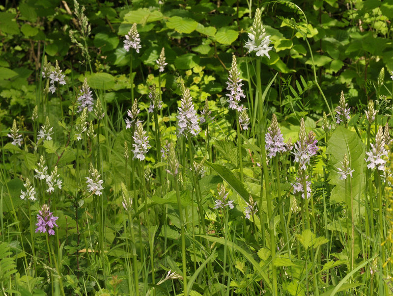 Dactylorhiza maculata subsp. fuchsii.