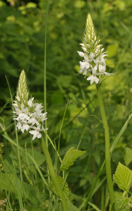 Dactylorhiza maculata subsp. fuchsii. fma. alba.