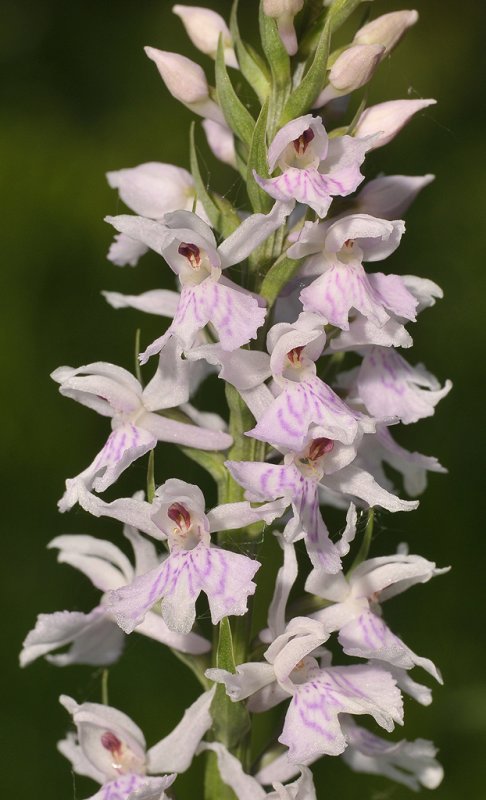Dactylorhiza maculata subsp. fuchsii. pale. close-up.