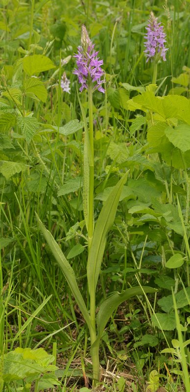 Dactylorhiza x grandis.