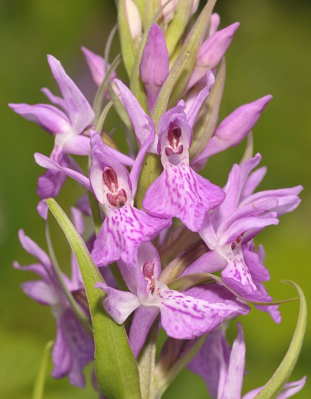Dactylorhiza x grandis. Close-up.