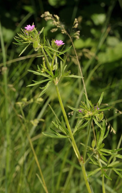 Geranium dissectum.