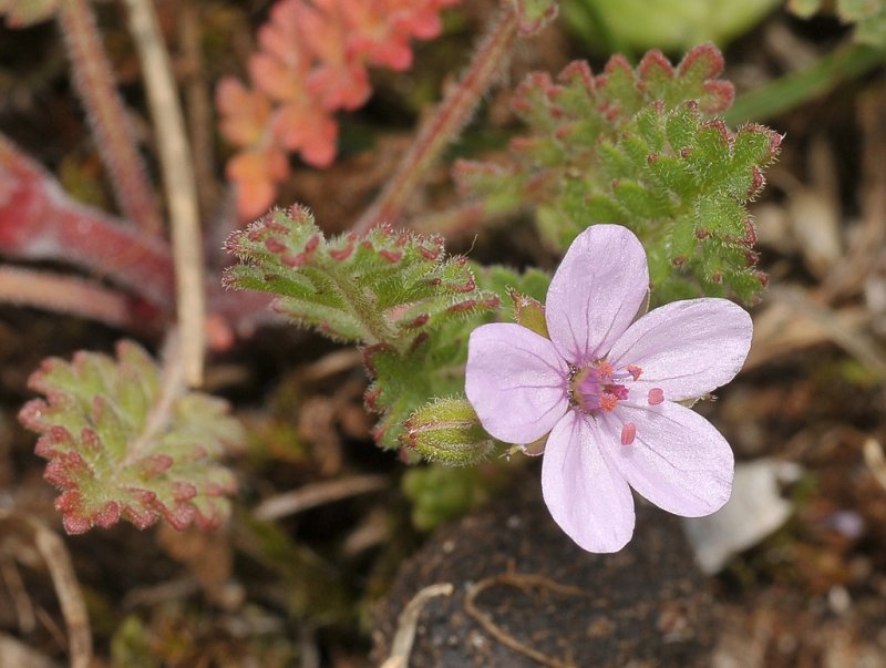 Erodium cicutarium. Close-up.