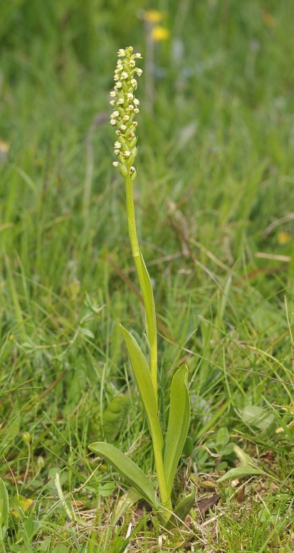 Pseudorchis albida.