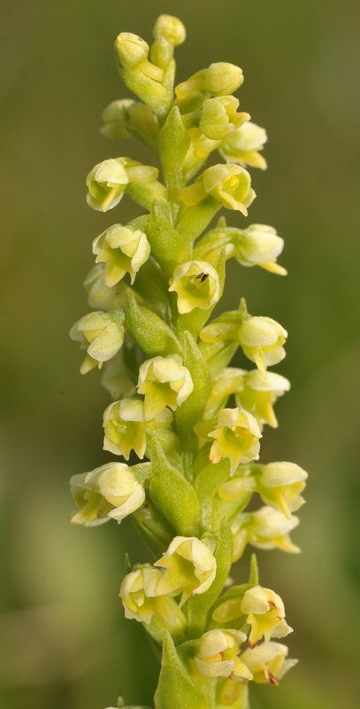 Pseudorchis albida. Close-up.