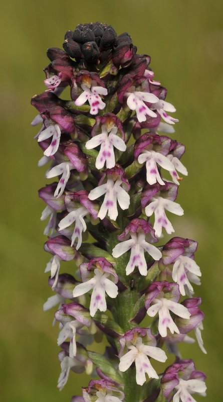 Neotinea ustulata subsp. aestivalis. Close-up.