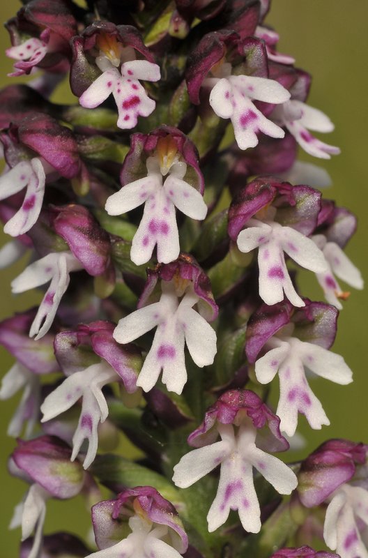Neotinea ustulata subsp. aestivalis. Close-up.