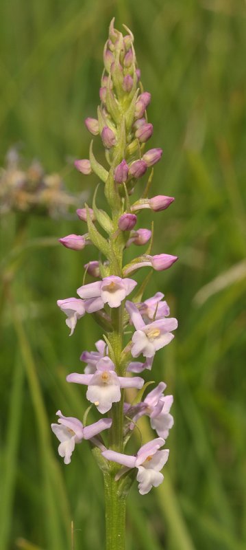 Gymnadenia odoratissima. Closer.