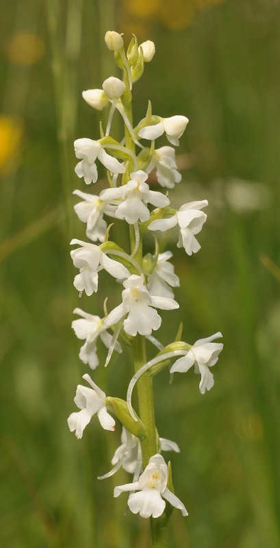 Gymnadenia conopsea fma. alba.