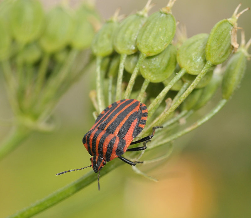 Graphosoma italicum.