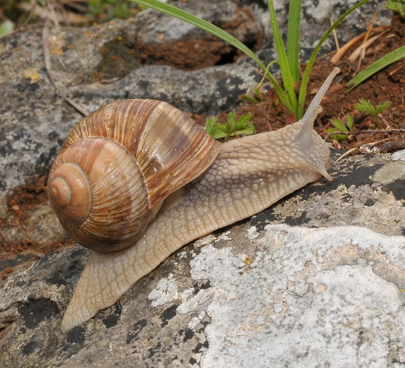 Escargot.