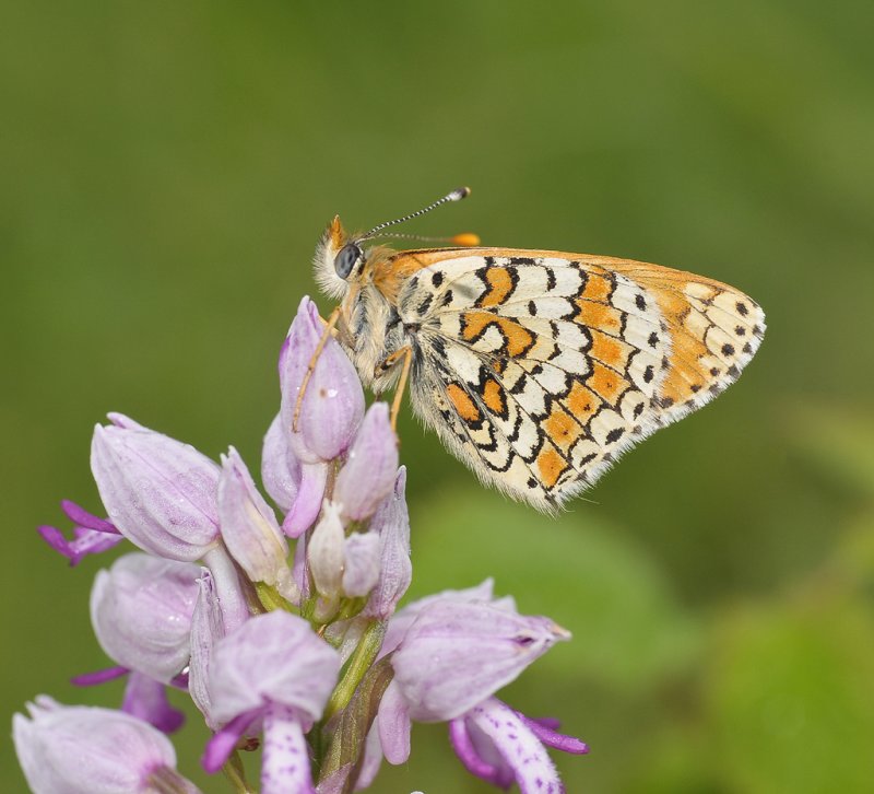 Melitaea cinxia.
