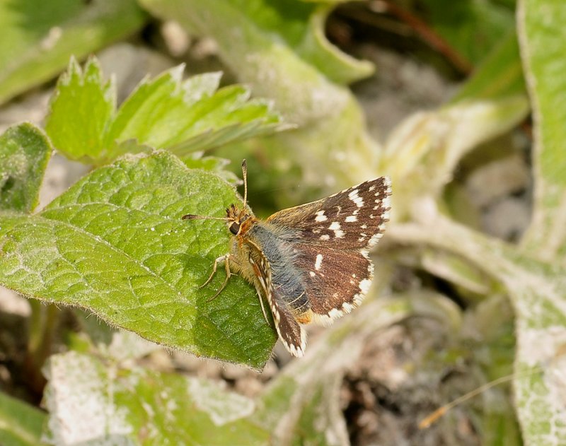 Pyrgus malvae