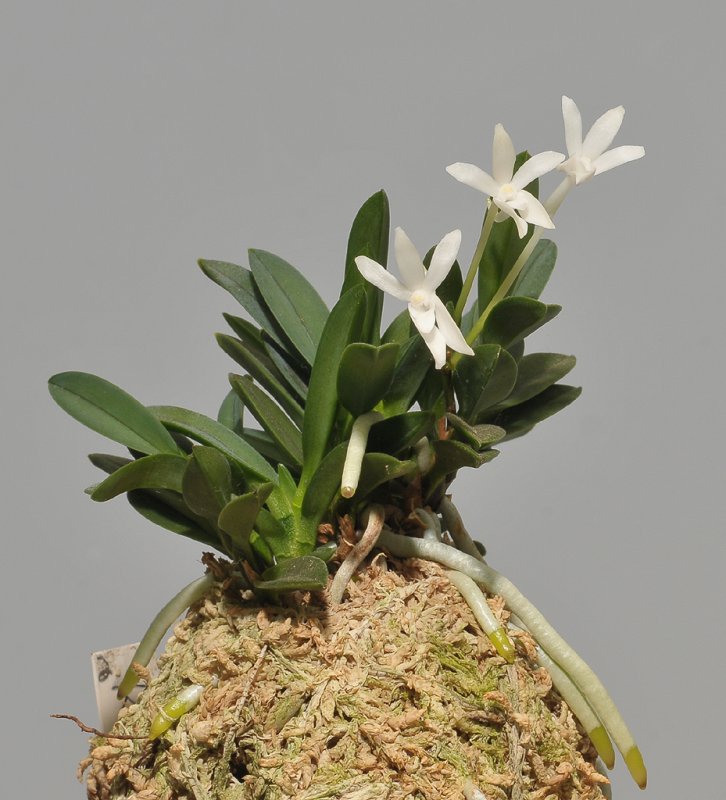 Neofinetia falcata Kirinmaru.