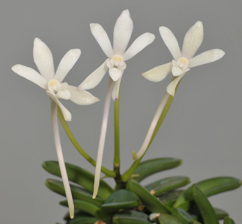 Neofinetia falcata Kuro Shinju.Close-up.jpg