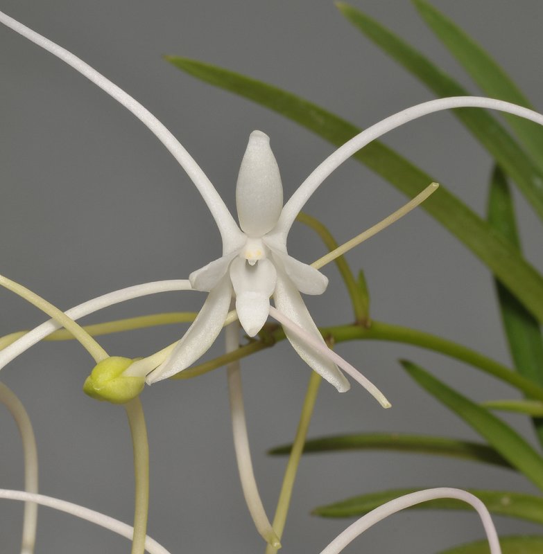 Neofinetia falcata Manjusyage. Close-up.