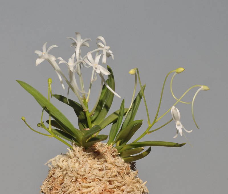 Neofinetia falcata Seibotan.