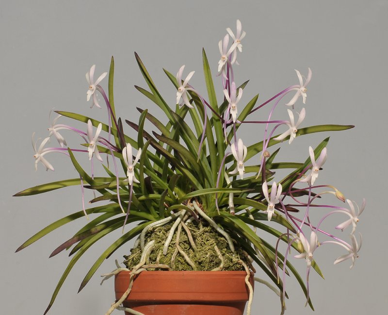 Neofinetia falcata Shutennou.