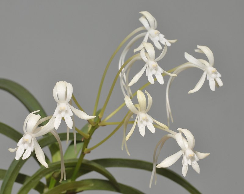 Neofinetia falcata Soubiryu. Closer.