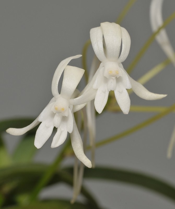 Neofinetia falcata Soubiryu. Closer.