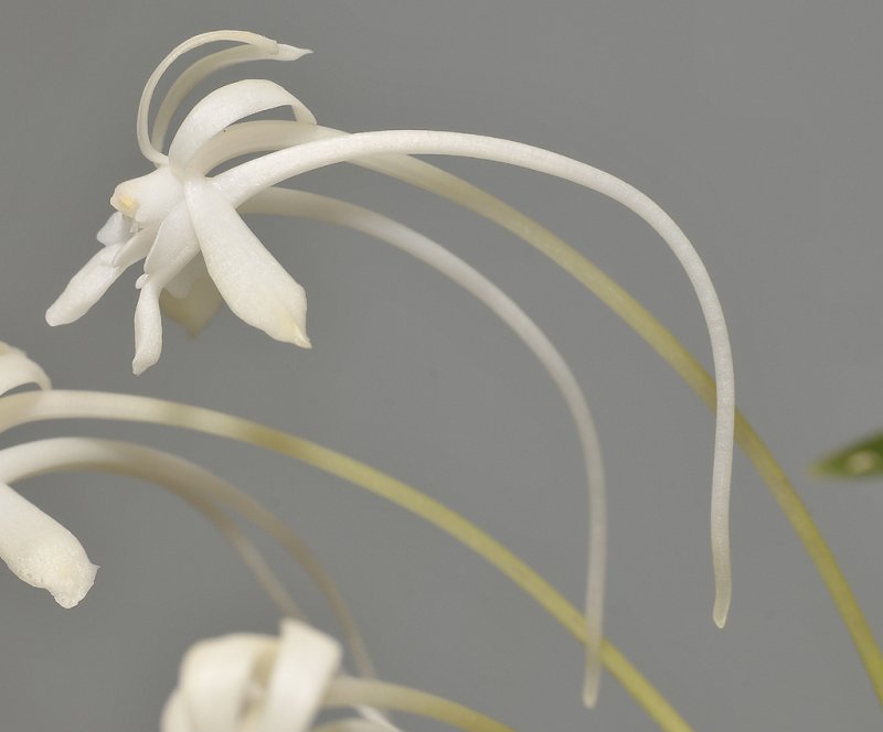Neofinetia falcata Soubiryu. Closer. Side.