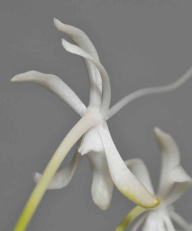 Neofinetia falcata Tenshin. Close-up back.
