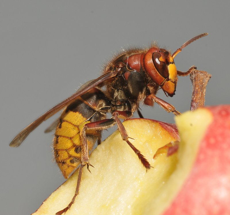 Hornet. Closer.