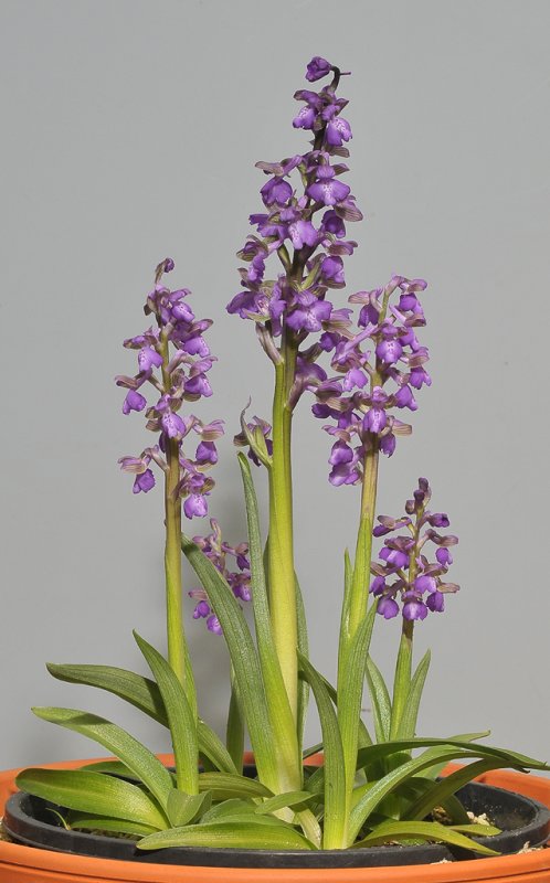 Anacamptis morio.