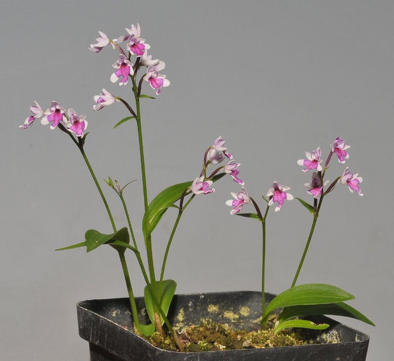 Amitostigma keiskei.