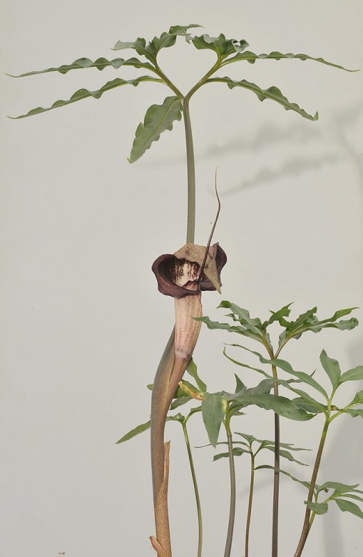 Arisaema urashima.